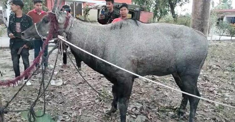 নাটোরে বিরল প্রজাতির নীলগাই উদ্ধার